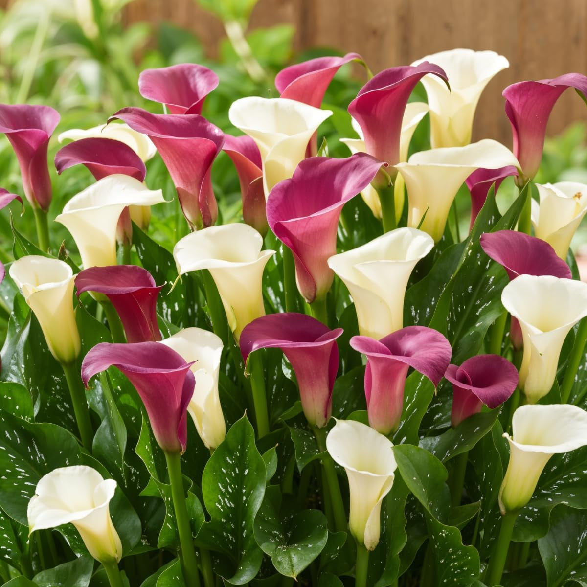 Calla Bulbs Hardy Perennial - Zantedeschia Orange Passion (Orange) - 5 Large Flower Bulbs - Real Holland Plants - For Garden & Pots (Not Seeds, Not Artificial)