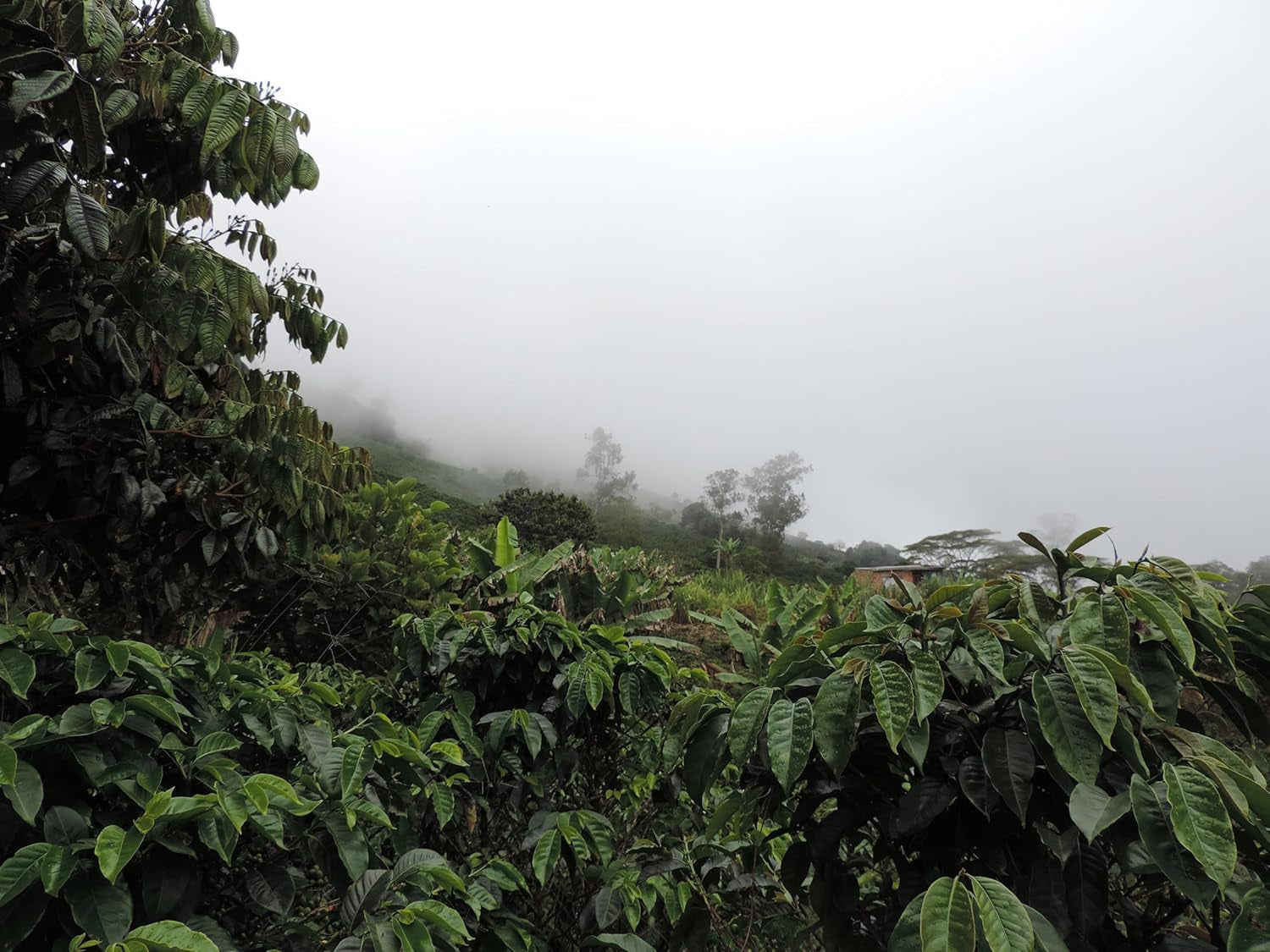 Cafea Specialty Coffee Columbia, 1 kg, boabe de cafea specială, proaspăt prăjite, pentru espresso și Italia, producător Gomez-Pinwand