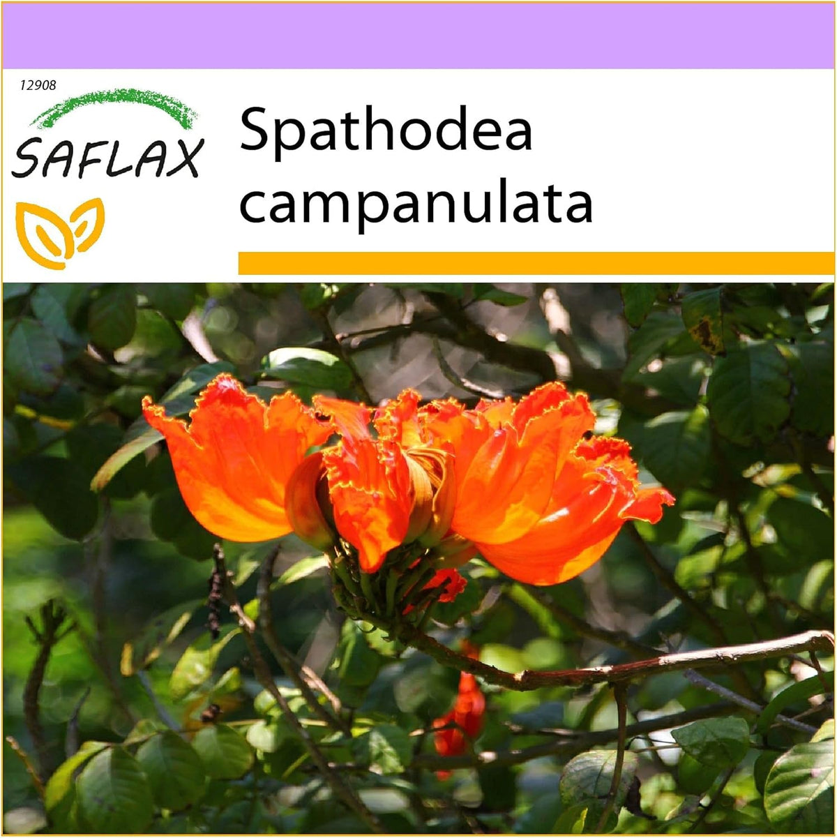 SAFLAX - Afrikanischer Tulpenbaum - 30 Samen - Spathodea Campanulata