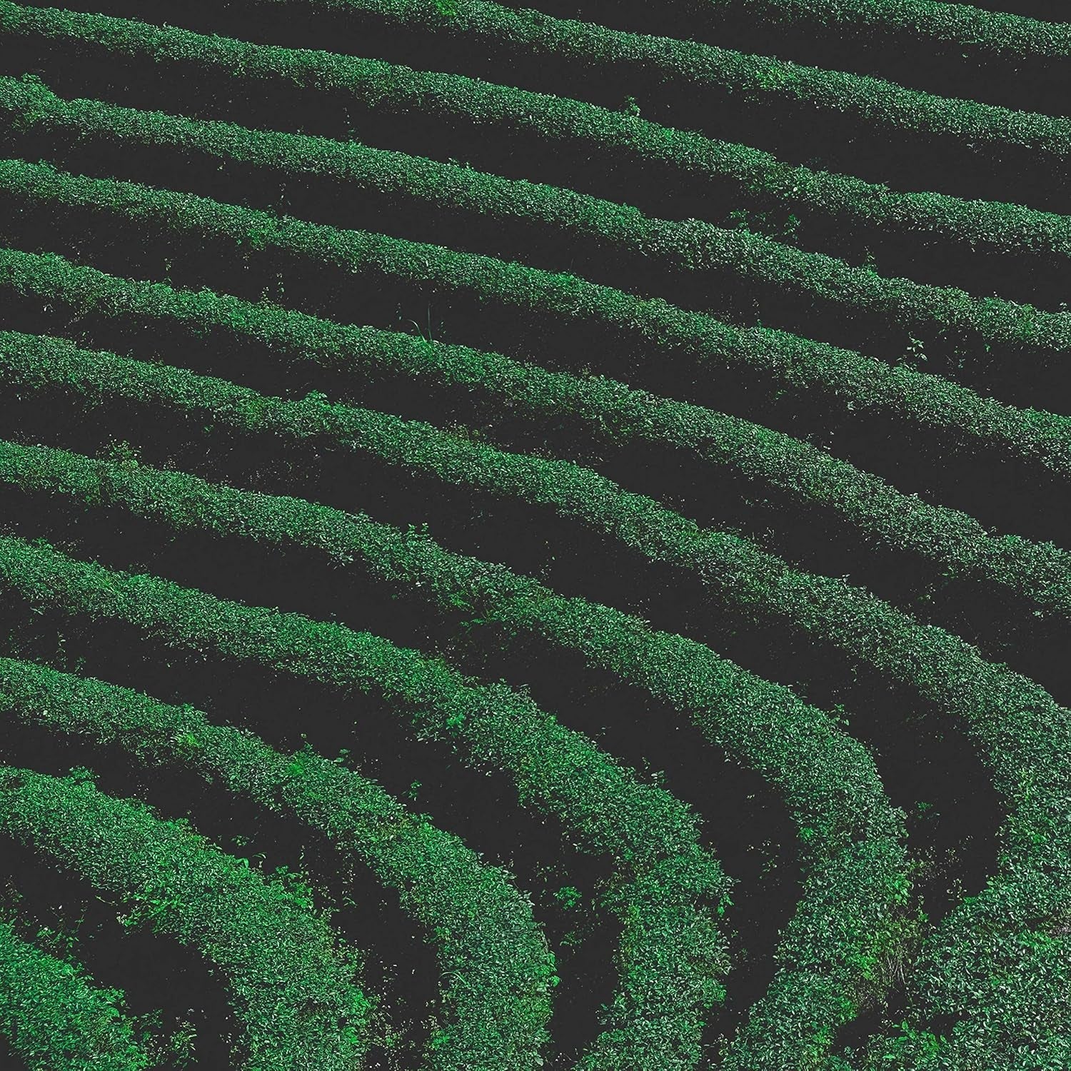 Ceai Dong Ding Oolong din Taiwan - Ceai Oolong direct de la fermierii din Taiwan - Aromă puternică de nuci și flori (100 grame)