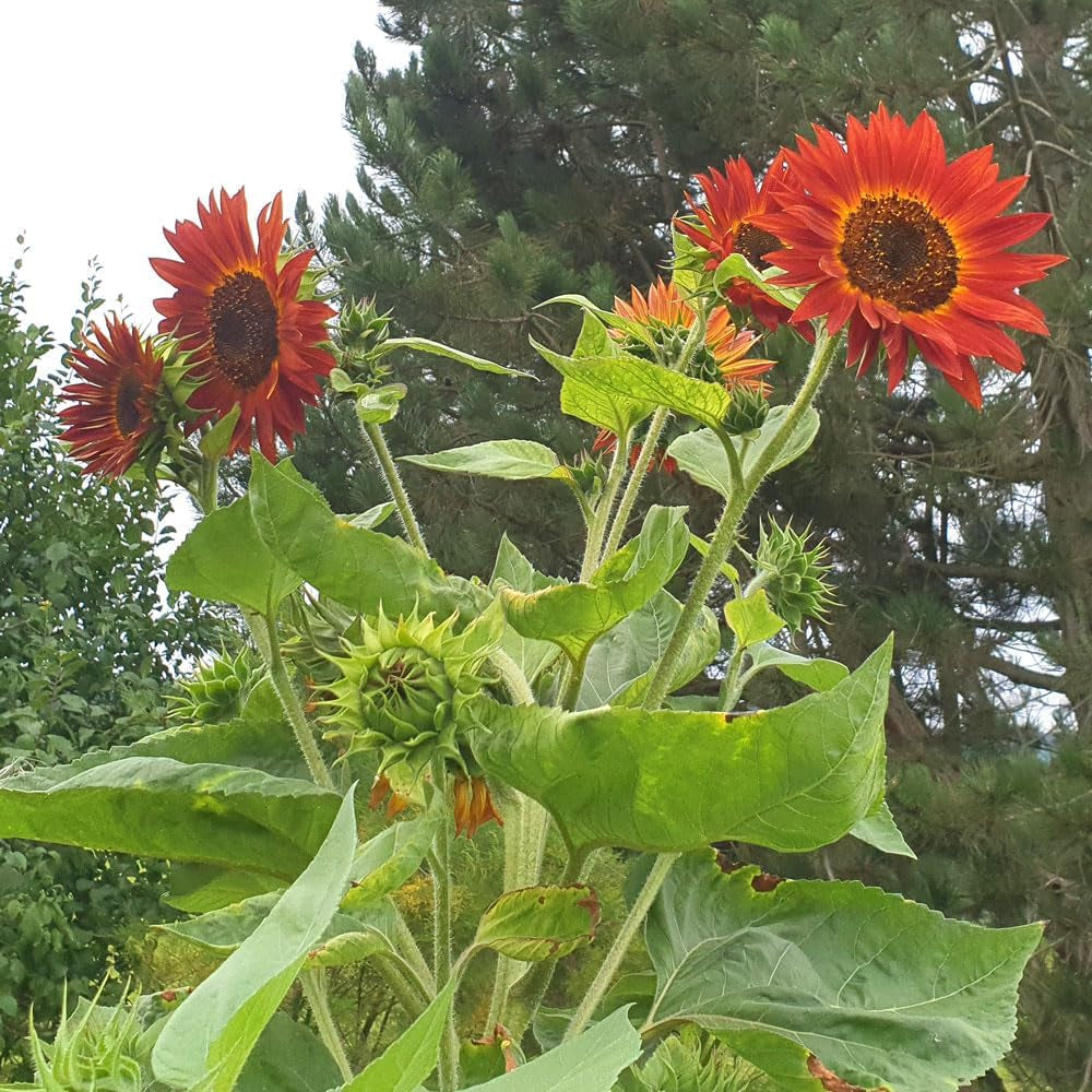 Plant Grow Gift Kit - Sunflower Sunset, including pots, substrate and growing instructions