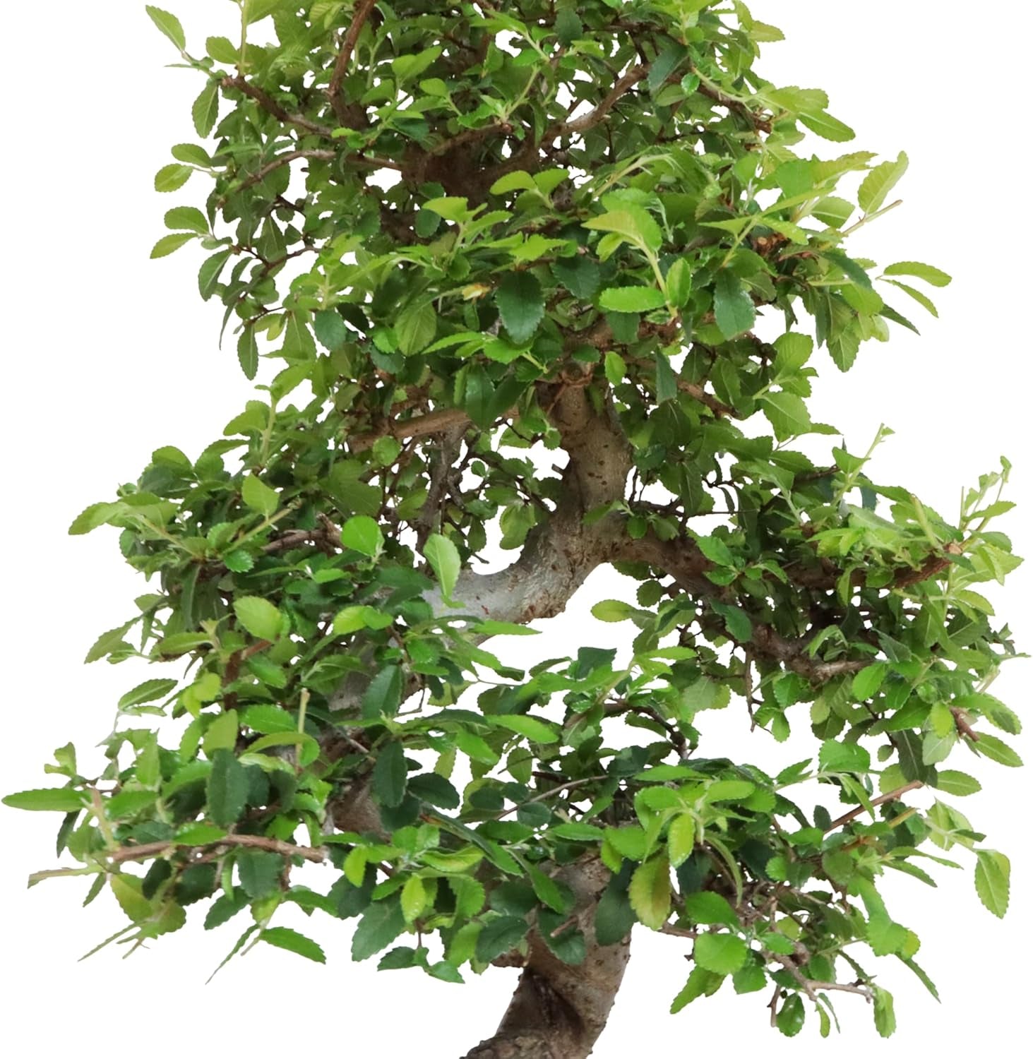 KENTIS - Zelkova Bonsai Baum Echt - Zelkoven Gartenbonsai Und Zimmerbonsai - H 45/55 Cm Topf 27,5 Cm