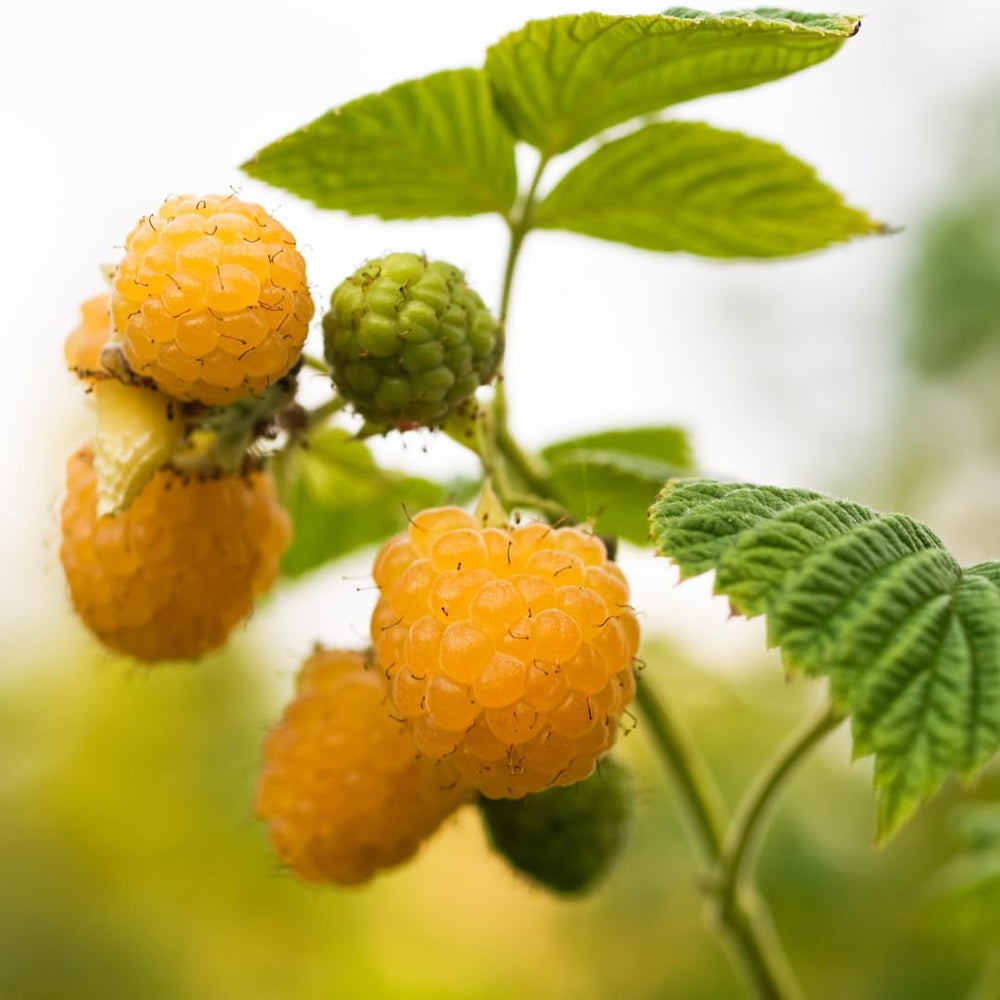 Himbeerbaum Himbeeren Gelbe Himbeeren Biferi - - Obstpflanze Antik Auf Blumentopf 17 - Baum Max 180 Cm – Anbau Italien