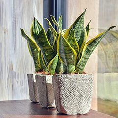 Bloomique - Sansevieria Superba - Bogenhanf - Sukkulenten - Zimmerpflanzen - Sehr Pflegeleicht - Höhe 20-30 Cm - Topf 9 Cm