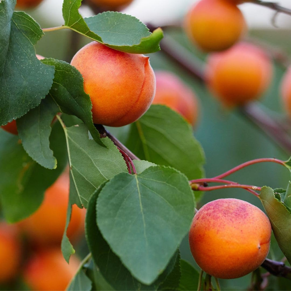 Aprikosenbaum Fracasso Obstbaum Im Topf 26 Cm Höhe Ca. 180 Cm – Alter 4 Jahre - Italienische Gärtnerei