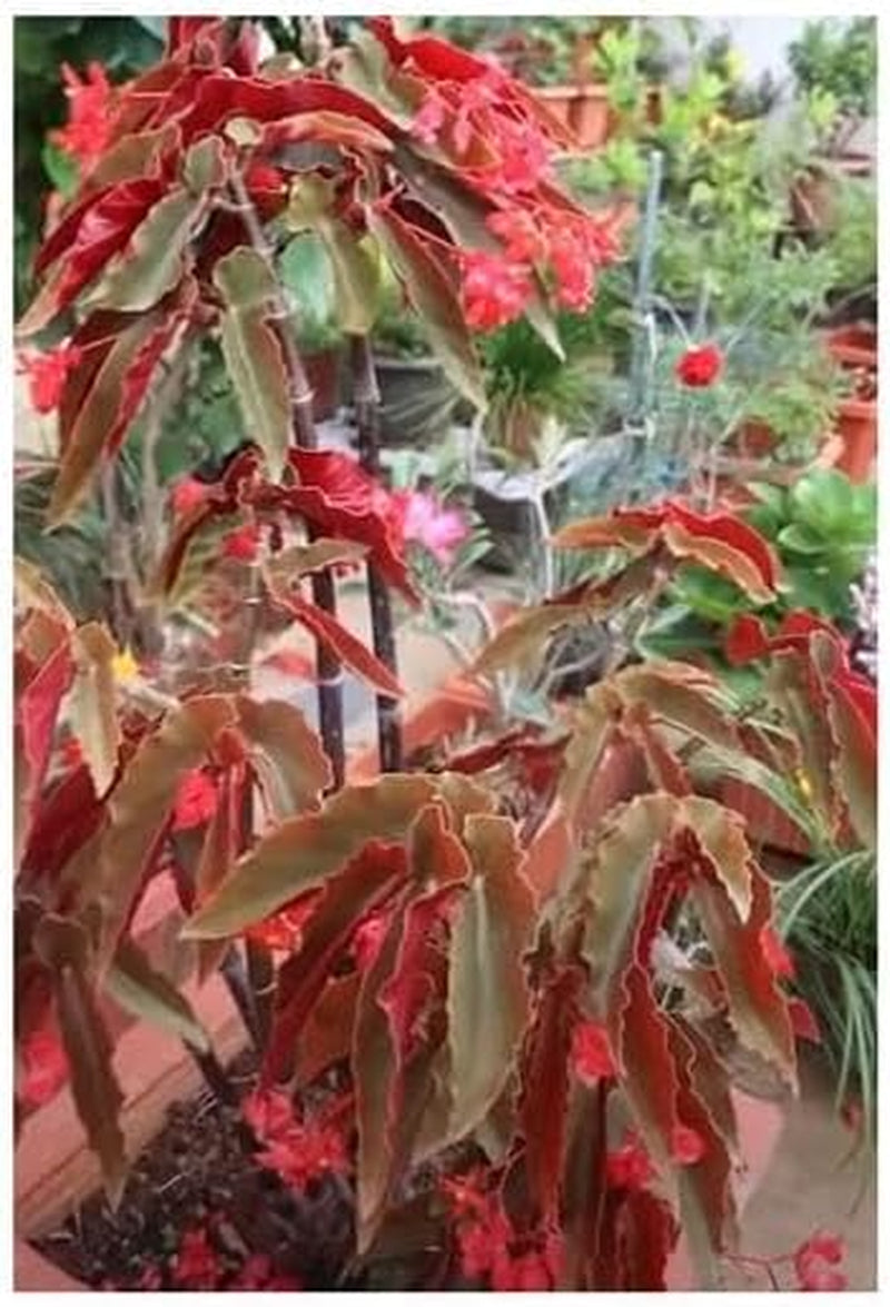 Stk - 10X Begonia Coccinea Ziersträucher Garten Pflanzen - Samen ID331 -