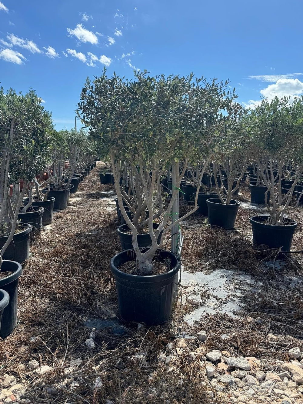Sunny Tree Olivenbaum Olive '25 Jahre' 160 Cm, A+ Qualität, Winterhart, Olea Lechin Winterhart -18