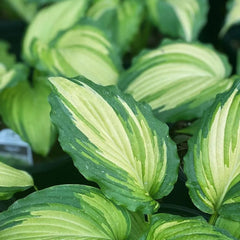 Funkienhostasamen, Mehrjährige, Exotische Winterhart Balkon, Wild, 300Pcs