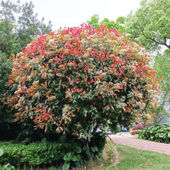 Glanzmispel Red Robin - Geschenke Für Gärtner Blühende Sträucher Winterhart Balkonpflanzen Hecken Sträucher Garten Stauden Winterhart Mehrjährig Steingartenpflanzen Winterhart 200Samen