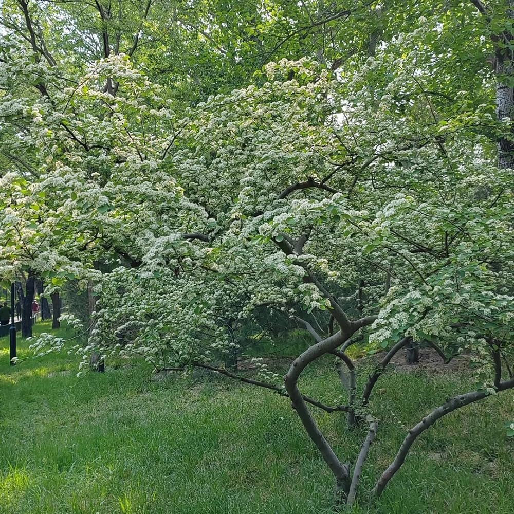 Teppichmispel, Alte Sorten Bodendecker Cotoneaster Dammeri, Zwergmispel, Balkonpflanzen Für Sonnige Plätze Herbstblumen Winterhart 70Samen