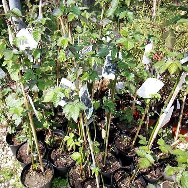 Brombeerbaum Wieder Blühen Reuben - Obstpflanze Antik Auf Blumentopf 16 Cm. - Höhe 120 Cm – 2 Jahre Anbau Italien