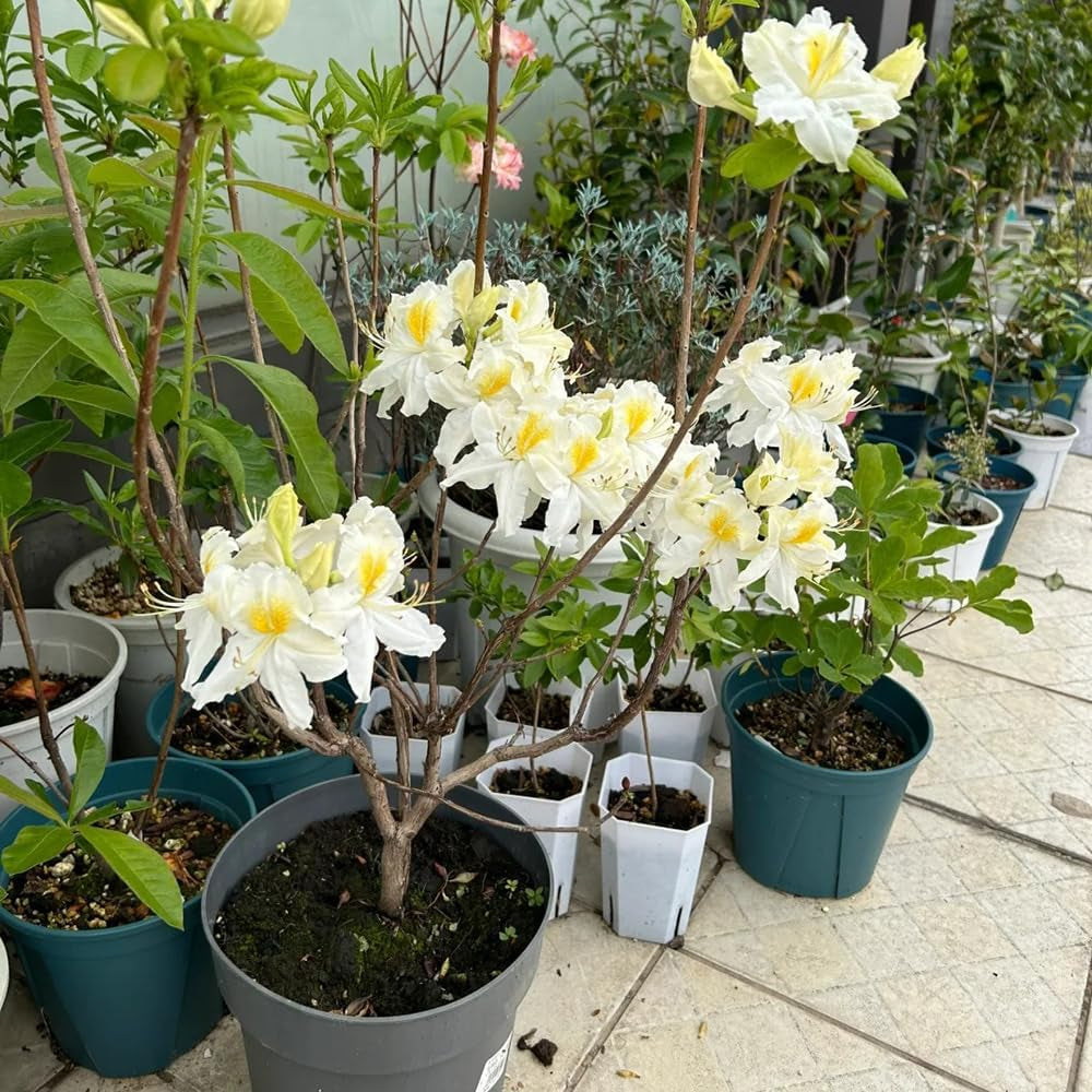 Rhododendron Gartenblumen, Zimmerpflanzen Seltene Azalee Deko, Blumenwiese Mehrjährig, Herbst Deko 60Samen