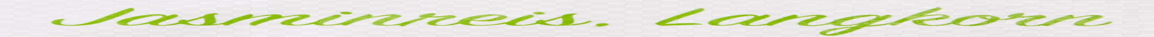 RICEFIELD fragrant rice, long grain, 1 package (1 x 18 kg)