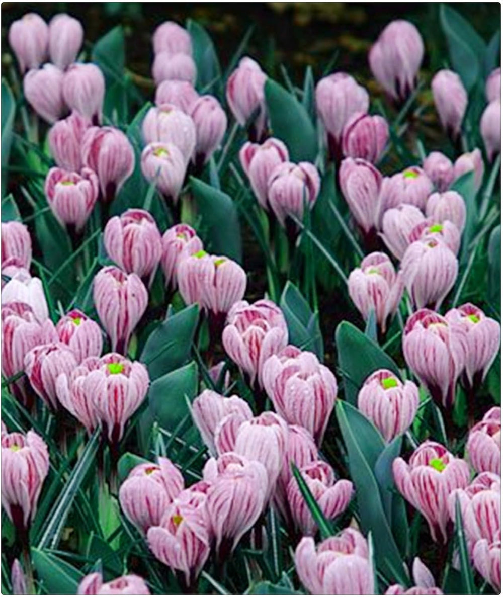 Lebende Pflanzen,Mehrjährige Blumenzwiebel ist winterhart, Winterhart pflanzen, Mysteriöse magische Glühbirne, Blumenzwiebel Mix-4 Oxalis Triangularis Blumenzwiebeln