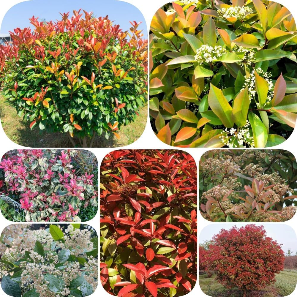 Glanzmispel Red Robin - Outdoor Balkonpflanzen Blühende Sträucher Winterhart Schnell Wachsende Sträucher Bio Bodendecker Hecken Exotische Geschenke Für Gärtner Gartendeko Für 600Samen
