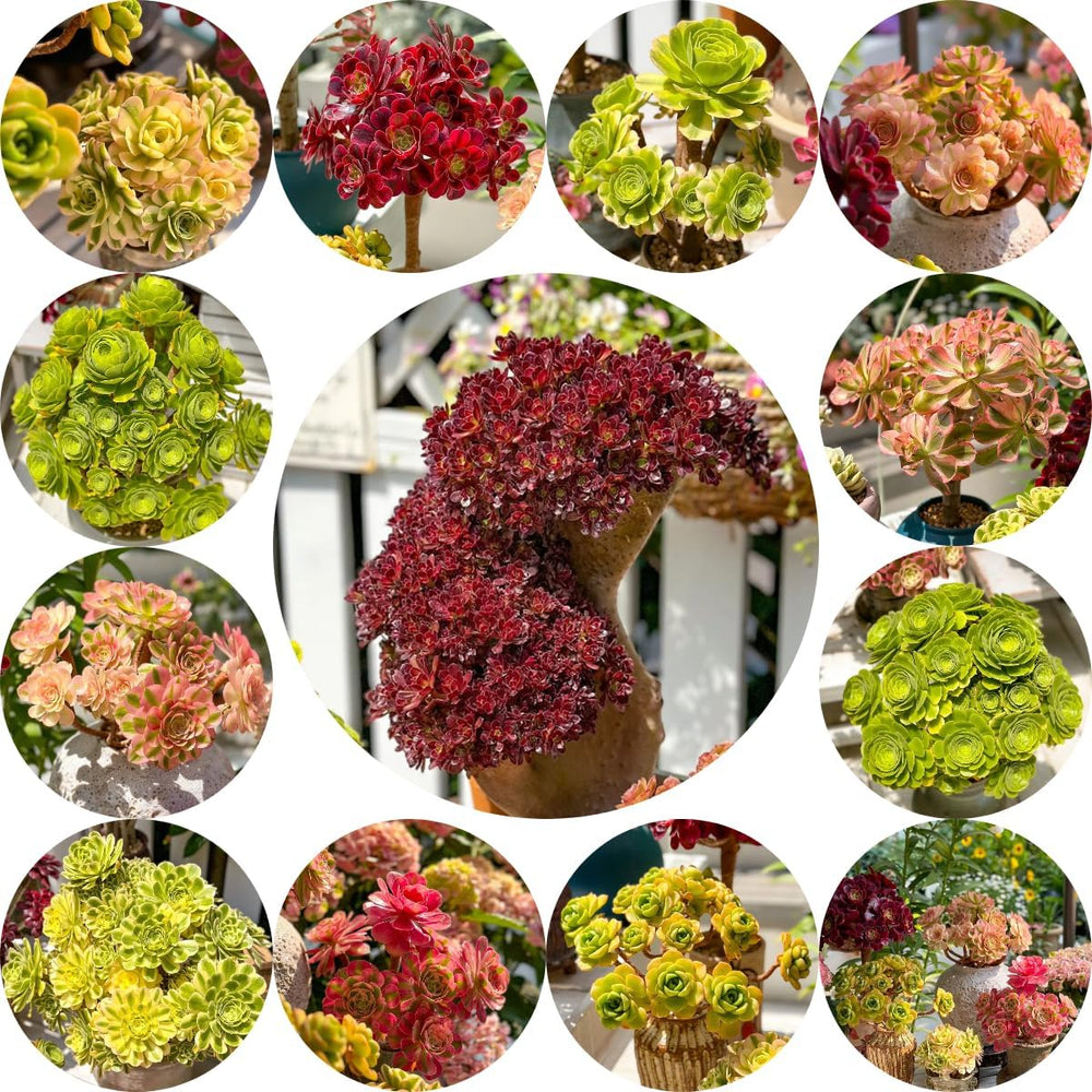 Bergrose Hochbeet Mini Geschenke Für Garten Geschenk Schattenpflanzen Bio Kletterpflanzen Winterhart Gartendeko Für Draußen Balkonpflanzen 100Samen