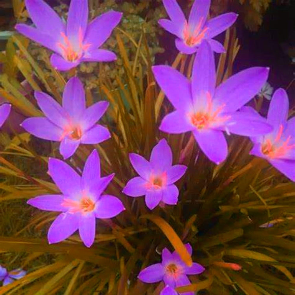 Flower Bulb Mix, Mystery Magic Bulb, Hardy Planting, Winter Hardy Perennial Flower Bulb, Hardy Bulbs - 3 Orchid Bulbs