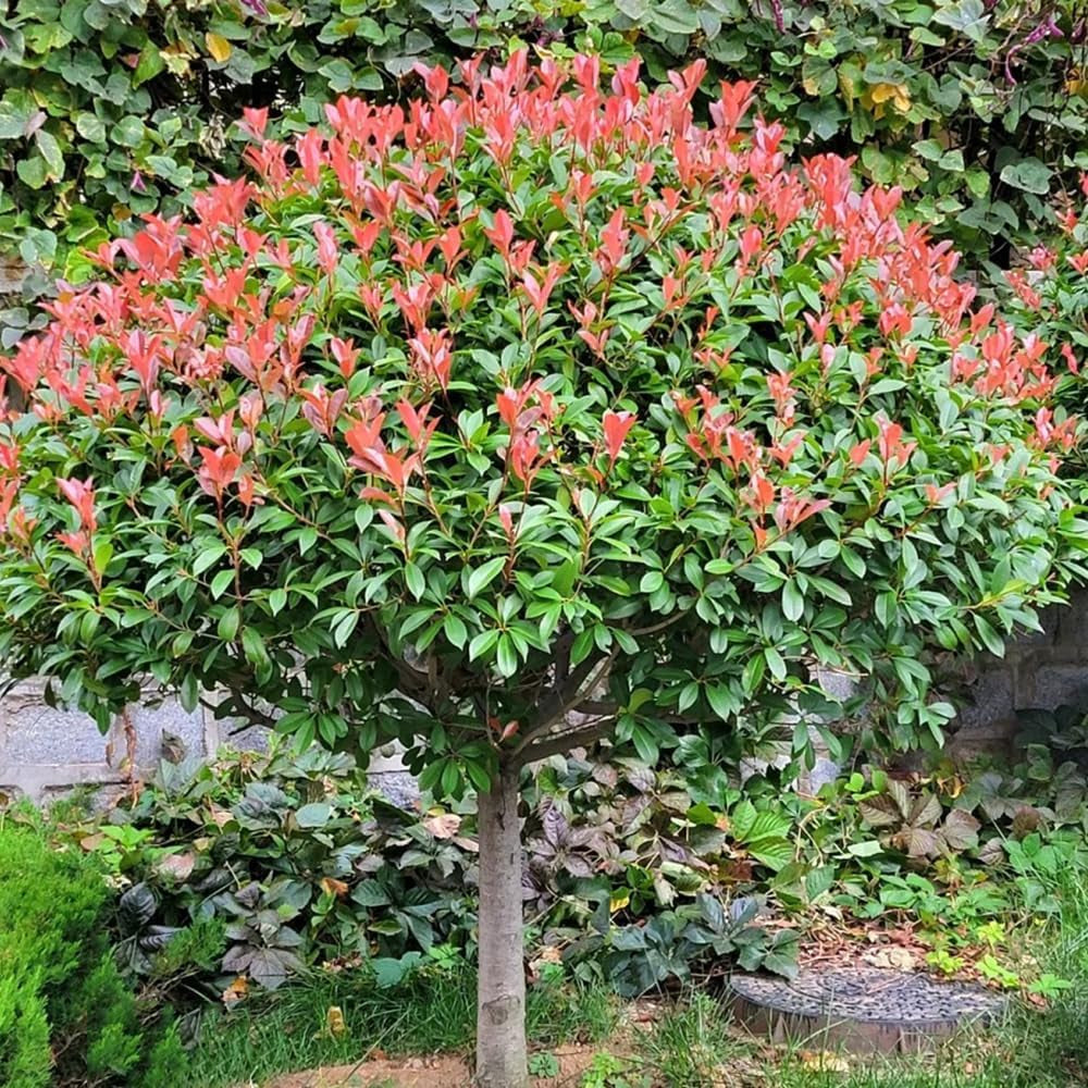 Glanzmispel Red Robin, Stauden Winterhart Mehrjährig Photinia Fraseri Red Robin, Gartenpflanzen Exotische Schnellwachsende Sträucher 300Samen