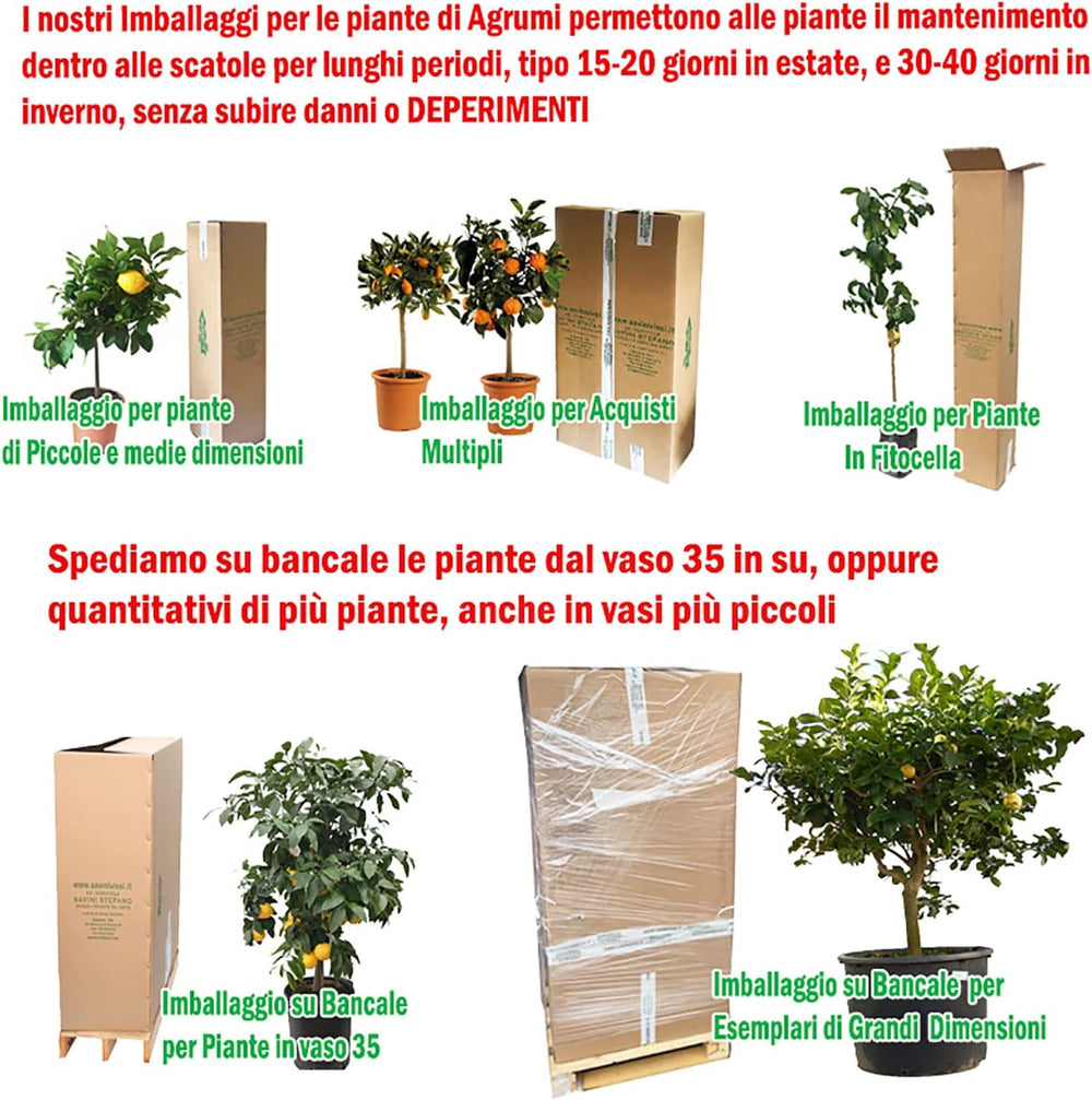 SAVINI VIVAI Zitronenpflanze, Zitrusbaum, Johannisbrotbaum, Zitronensetzling Im 20 Cm Topf, Höhe 70 Cm, 2-3 Jahre Veredelung, Hergestellt in Italien