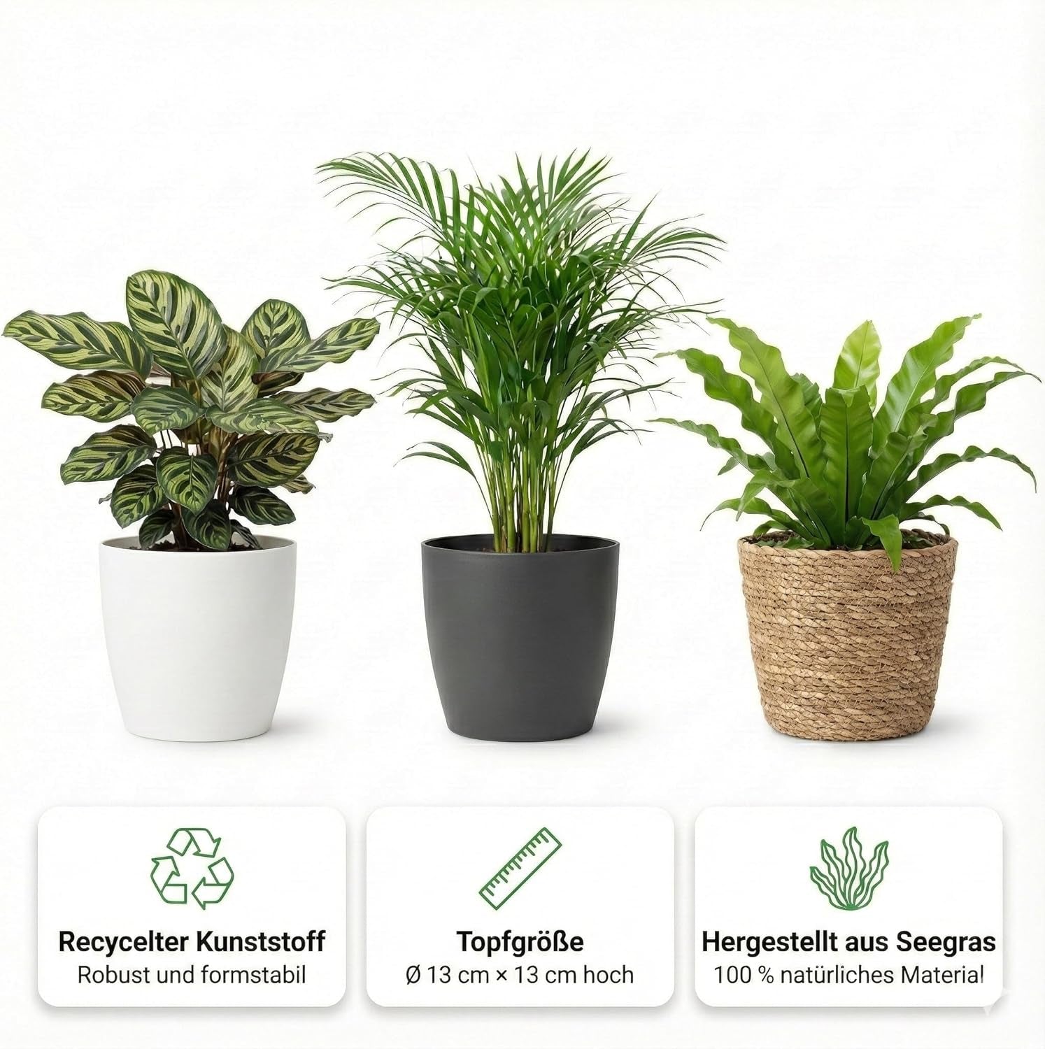 Vdvelde.Com - Luftreinigende Pflanzen 6 - Tierfreundliche Grüne Zimmerpflanzen - Einfacher Und Geringer Lichtbedarf - Ø12 Cm ↥Ca.40 Cm