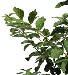 KENTIS – Pflaume Pflanzen – Plum Mirabelle De Nancy – Echte Outdoor Pflanzen – Garten Obstbaum – Obstpflanzen – Topf Ø 28 Cm