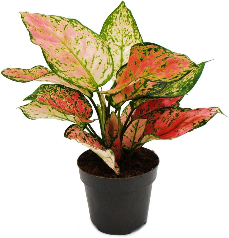 Exotenherz Aglaonema Rose Parakeet - Buntblättriger Kolbenfaden - Ausgefallene Sorten - 12Cm - Ca. 25-30Cm Hoch