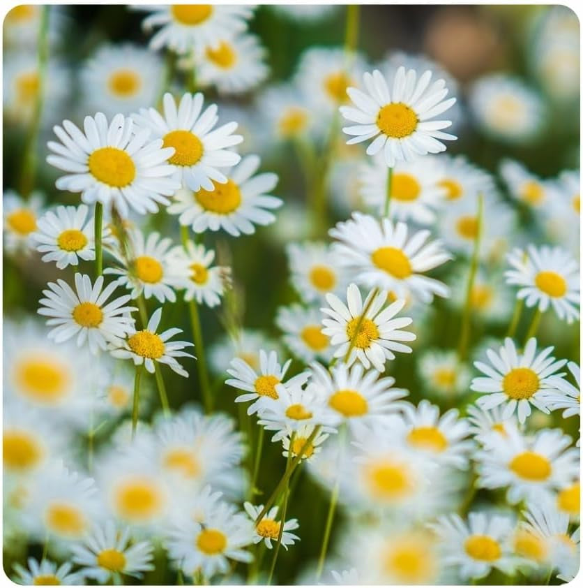 Flower Meadow - Bee Friendly Flower Seed Mix - Wildflowers and Grasses for Dry Locations - Wildflower Seeds - Annual and Perennial Seed Mix