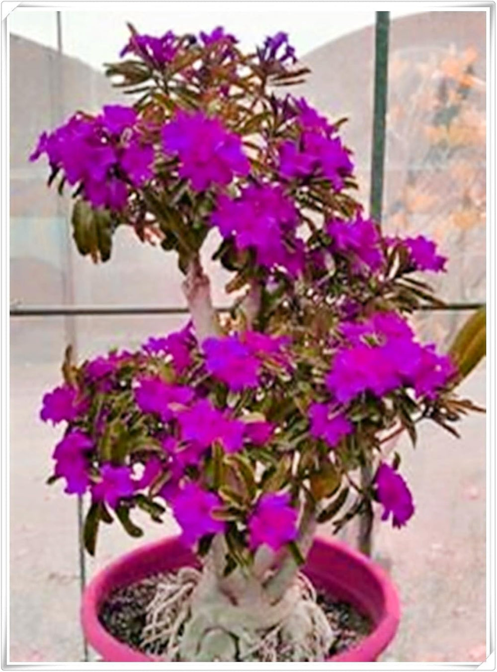 Lebende Pflanzen,Mehrjährige Blumenzwiebel ist winterhart, Winterhart pflanzen, Mysteriöse magische Glühbirne, Blumenzwiebel Mix-4 Oxalis Triangularis Blumenzwiebeln