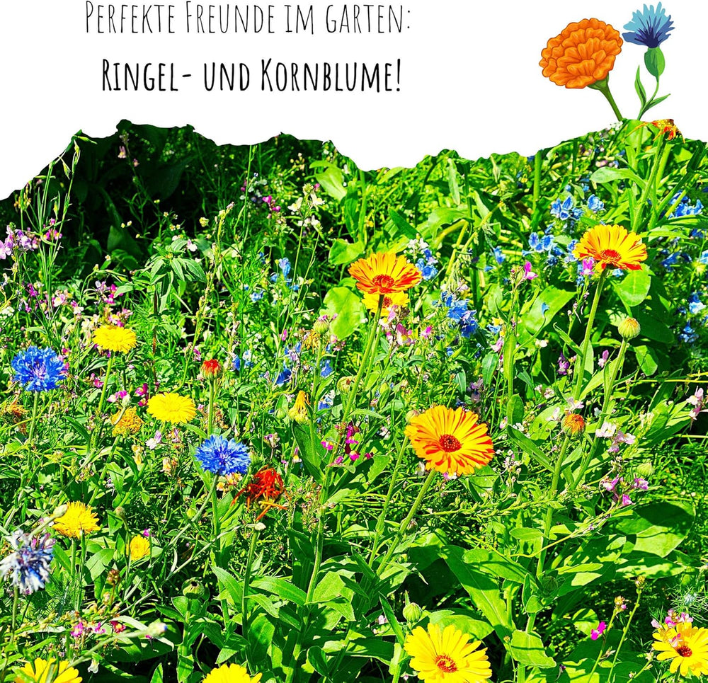 Calendula seeds (Calendula officinalis) - Versatile medicinal plant with edible flowers and ideal for a colorful flower meadow (Abendrot)