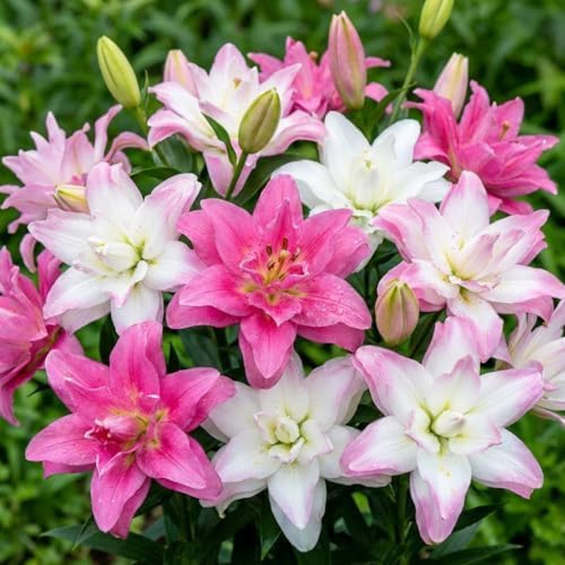 Hardy Perennial Lily Bulbs - Oriental Lotus Mix - 10 Bulbs - Exclusive Dutch Flower Bulbs - For Garden & Pots (Large Seedless Bulbs, Not Artificial)