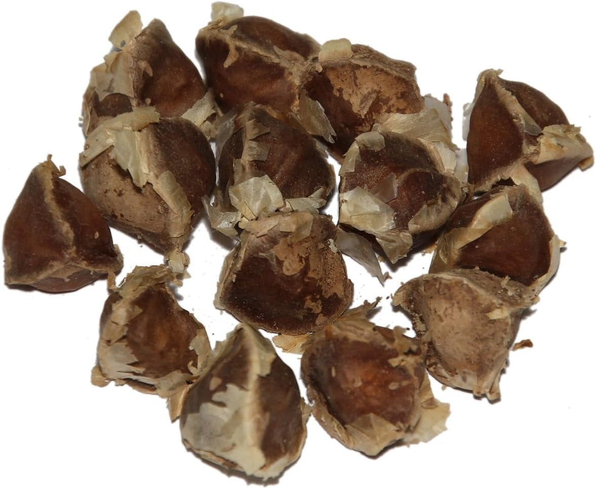 Moringa - Moringa oleifera - 100 seeds *Also called horseradish tree*