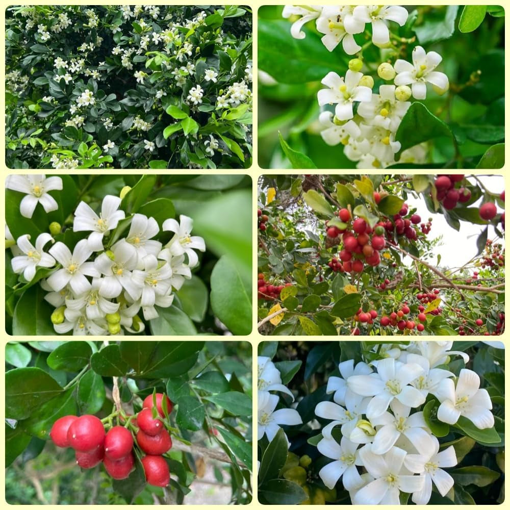 Murraya Exotica, Kräutergarten Kräutersamen, Balkonpflanzen Winterhart Immergrüne Sträucher Nachhaltige Geschenke 250Samen
