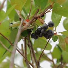 Aronia Melanocarpa Schwarz Obstpflanze Auf Topf Von 20 - Baum Max. 100-120 Cm - 2 Jahre