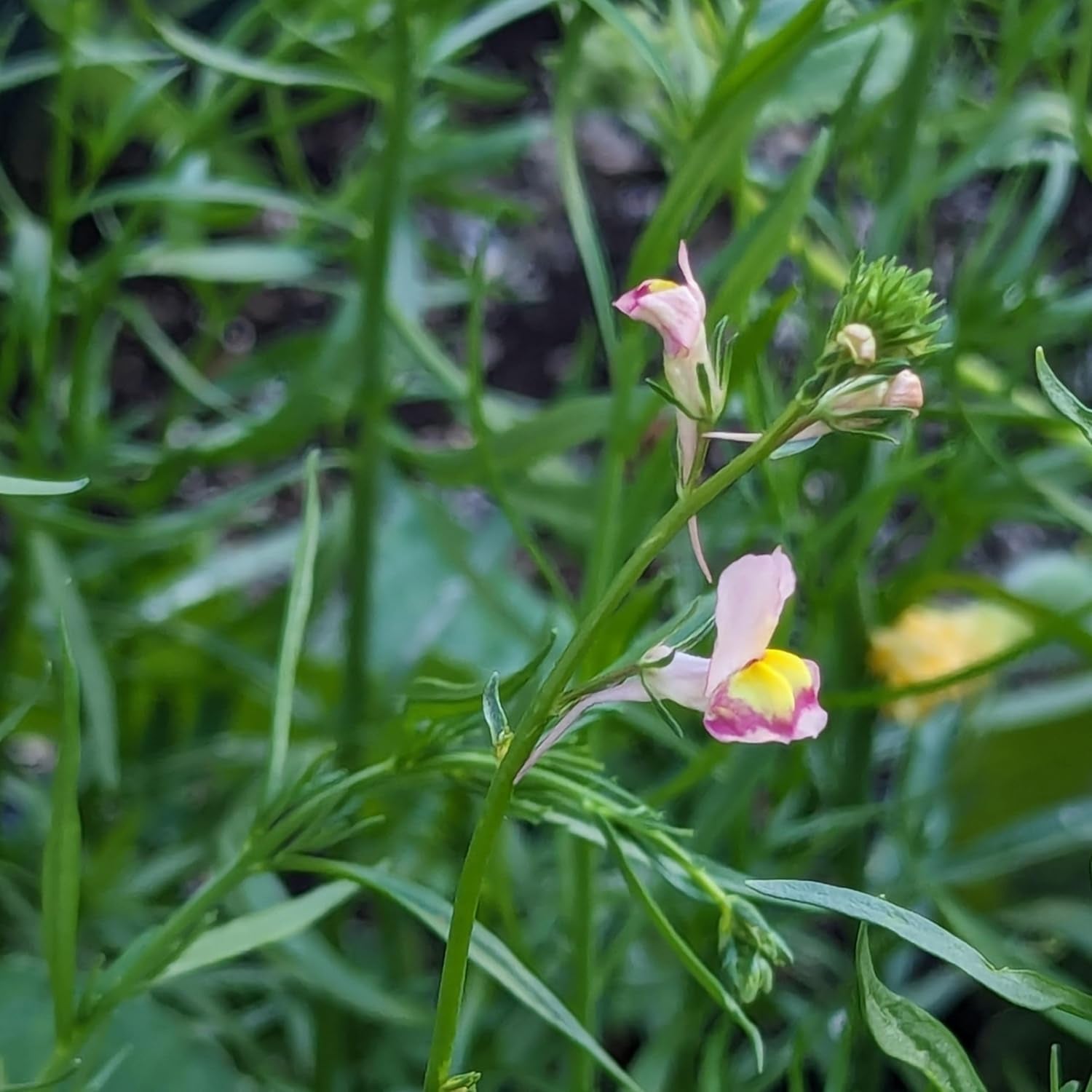 Lină marocană (Linaria maroccana) aprox. 2000 de semințe ale florii anuale de vară, floare tăiată cu înflorire îndelungată