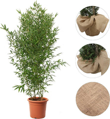 KENTIS - Bambusa Aurea Mit Jutedekoration Für Vase - Bambus Pflanze - Echte Winterharte Pflanzen Für Garten - Balkon Pflanze - Hoch 170-200 Cm Topf Ø 24 Cm
