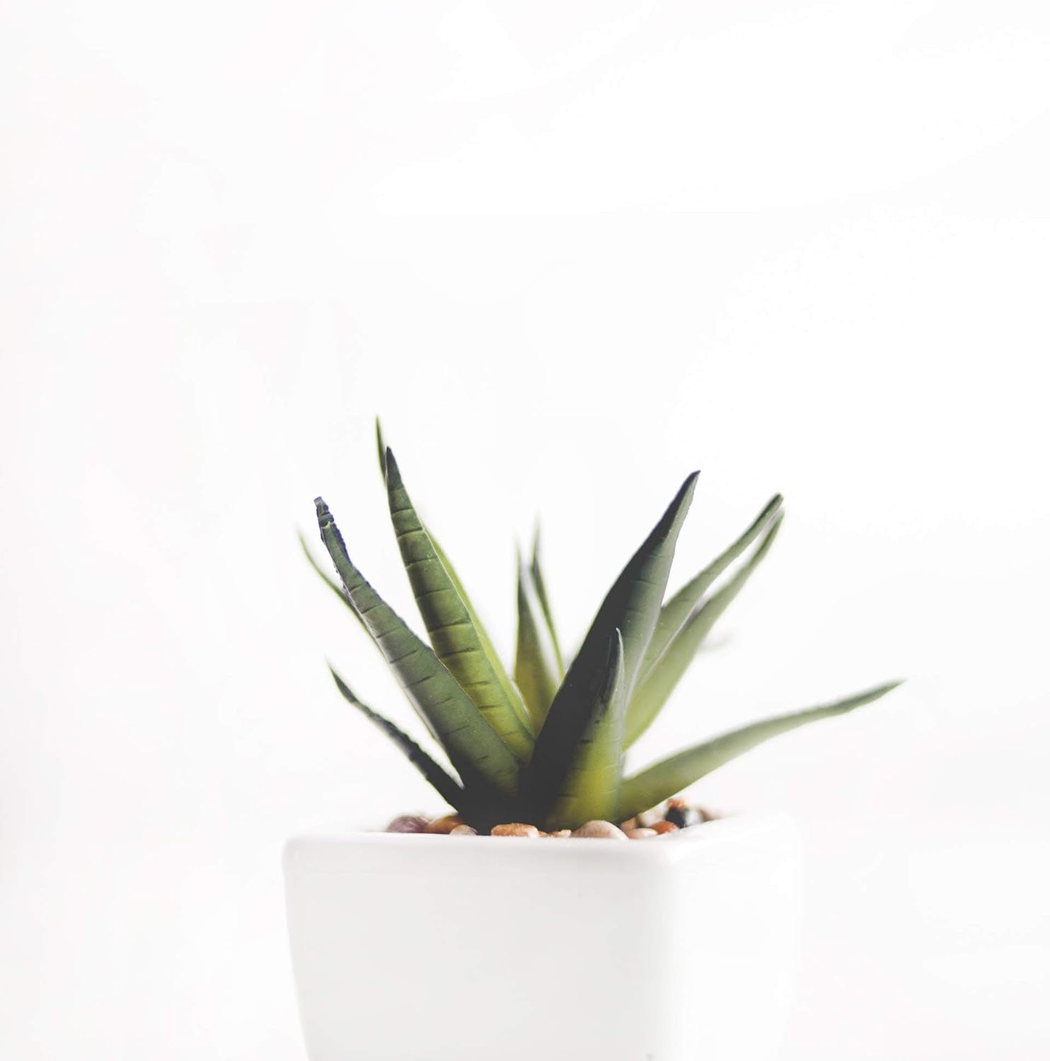 1L Lewatit HD-50 High Quality Long Term Hydroponic Fertilizer Granules Perfect For All Ornamental Plants Long Term Effect Up To 6 Months