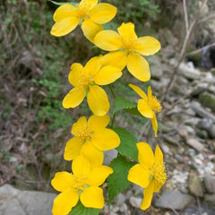 Ranunkelstrauch, Herbstblumen Winterhart Hecken Schnittblumen Steingartenpflanzen Winterhart Gartendeko Für Draußen Balkonpflanzen 300Samen