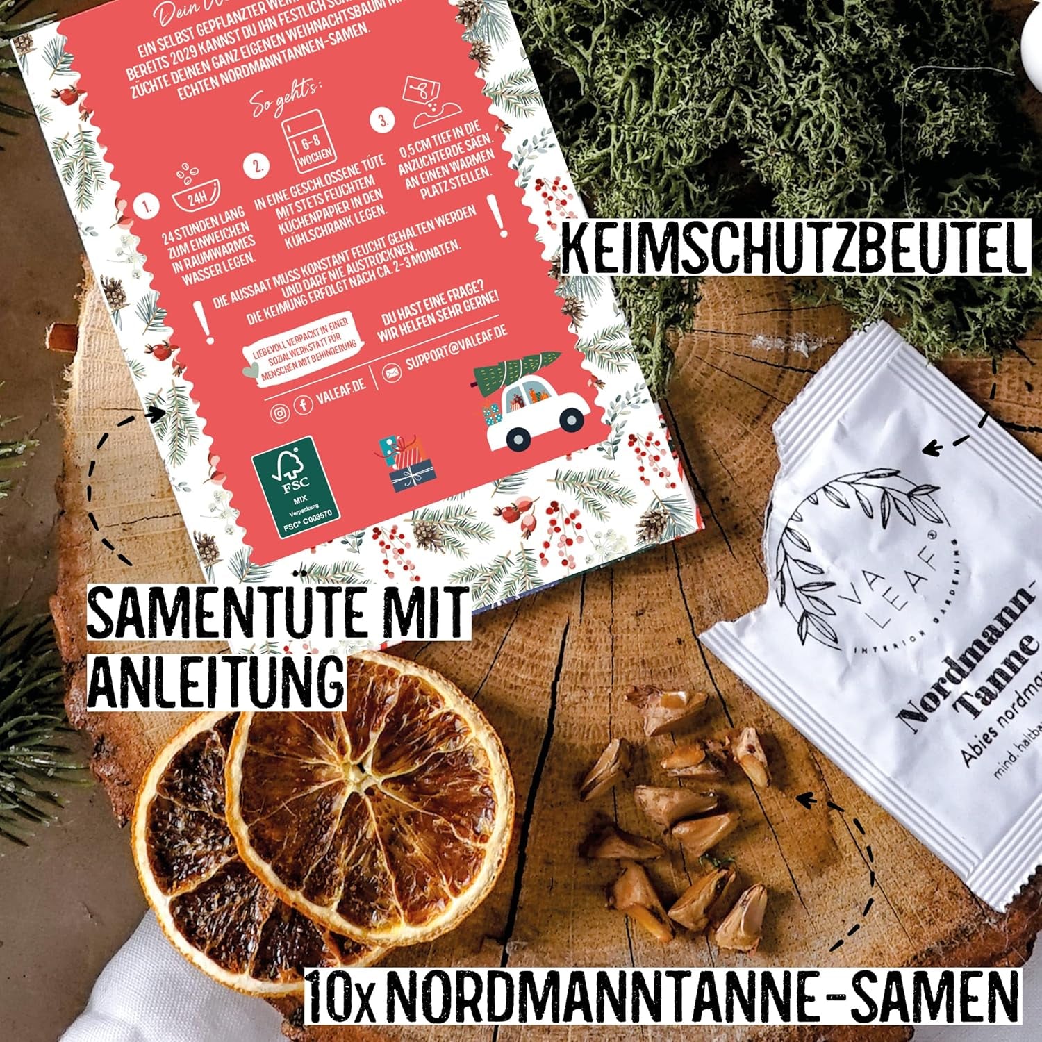 Christmas Tree 2030 - Nordmann Christmas tree seeds for planting a Christmas tree, ideal as a Secret Santa Christmas gift