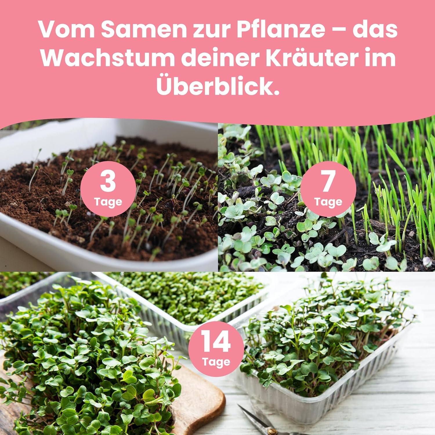 LERAVA Kräutersamen Set – 12 Sorten: Basilikum Samen, Parsilie Samen, Koriander, Oregano & mehr – Saatgut für frische Kräuter im Garten oder Topf, Premium Samen für Küche & Balkon - Samen set, seeds