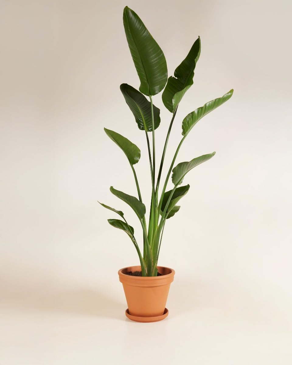Strelitzia Nicolai Paradiesvogelblume - Zimmerpflanze - Zimmerpflanzen, Pflanzen Echt, Nachhaltige Verpackung - 27Cm Topf - Höhe 160Cm - Direkt Von Der Gärtnerei