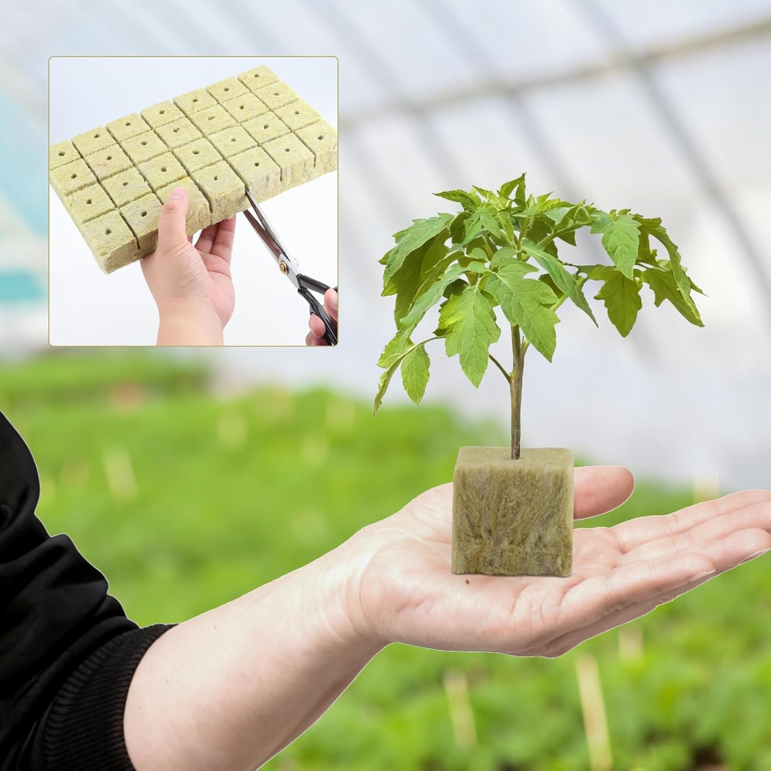 100 Rockwool Propagation Cubes 25x25x25mm With Gloves Rockwool Insulation Easy Plug Propagation Cubes Hydroponics Rockwool Cubes Cuttings Soilless Propagation