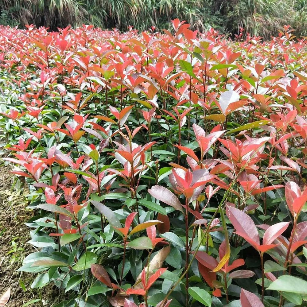 Glanzmispel Red Robin - Stauden Winterhart Mehrjährig Sträucher Garten Bodendecker Steingartenpflanzen Winterhart Bio Geschenke Für Gärtner Gartendeko Für Draußen Exotische 200Samen
