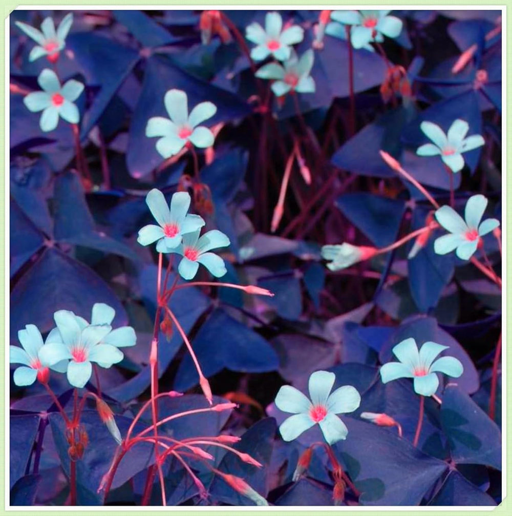 Blumenzwiebel Mix, Winterhart zwiebeln, Winterhart pflanzen, Mehrjährige Blumenzwiebel ist winterhart, Mysteriöse magische Glühbirne-4 Pflanzen Funken Hosta Rhizom