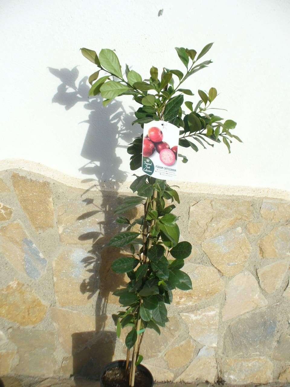 1 Pflanze - Erdbeer-Guave - Psidium Cattleianum, Kirsch-Guave, Gesundheitsfrucht 110-125 Cm