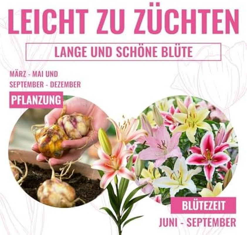 Collection of Giant Lily Bulbs (15 Flower Bulbs), 5 Fragrant Varieties, 5 of Each Color, Dutch Hardy Perennial Mix for the Garden (Large Bulbs, Seedless)