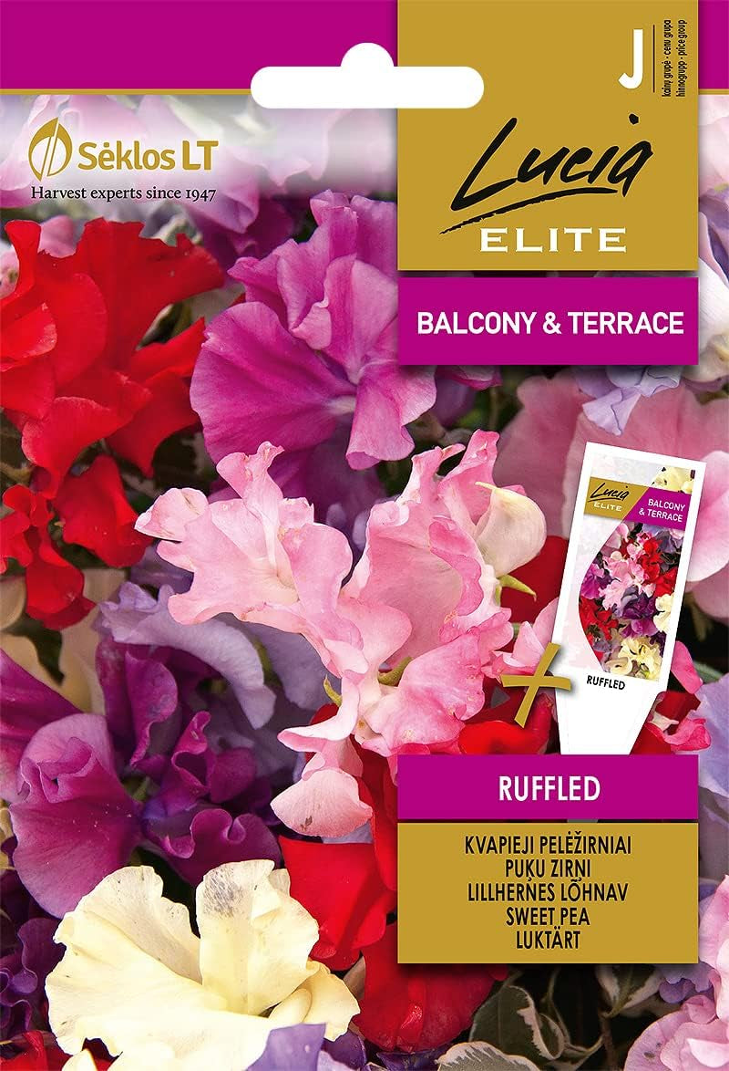 EDELWICKEN RUFFLED Samen | Blumensamen | Pflanze Samen | Einjährige Kletterpflanze, Recht Anspruchslos | Blühen Den Ganzen | Gardensamen | 1 Pack