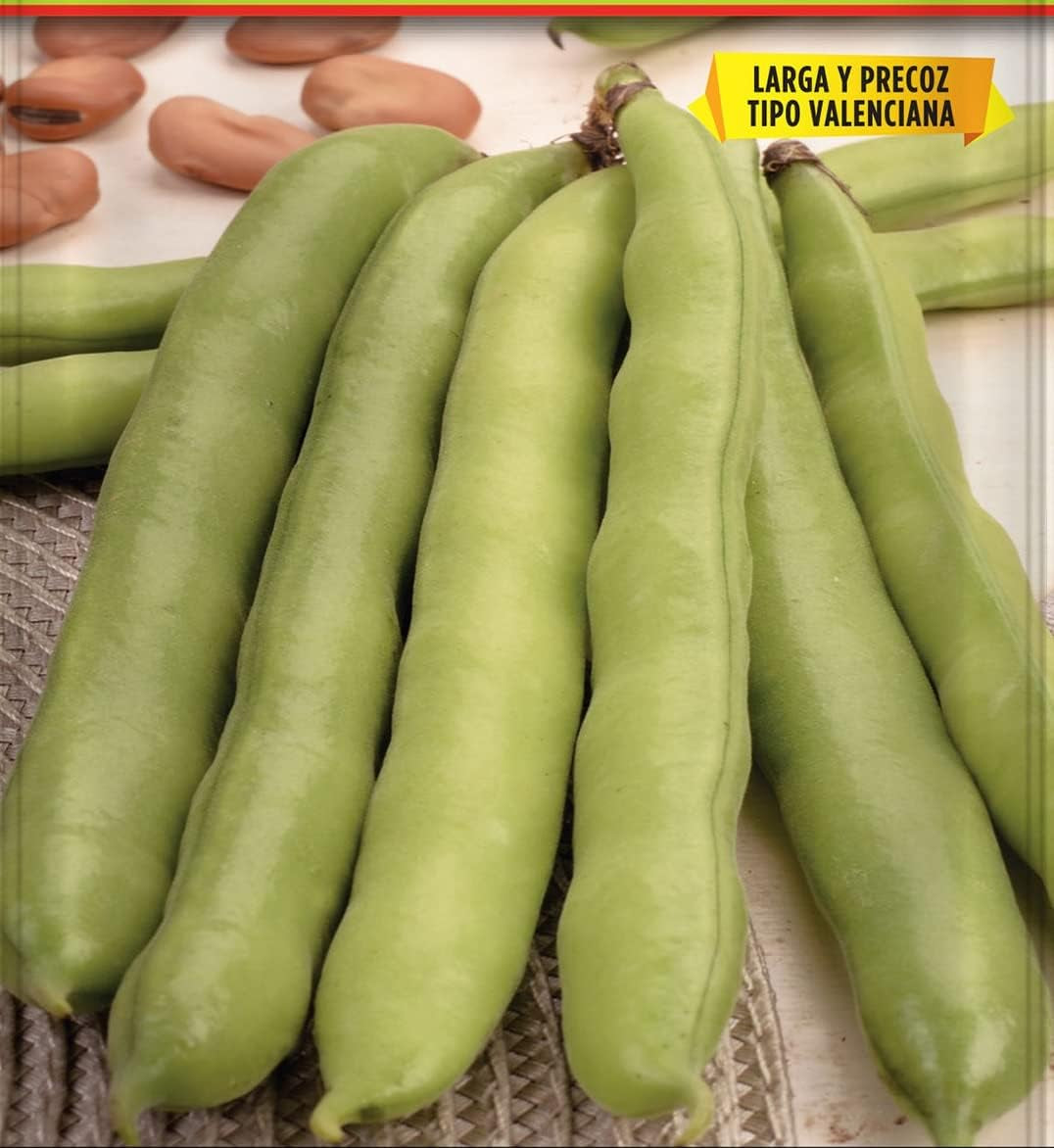 Samen Batlle – Haba Frühe Bohne Carmen, Lang 1 Kg