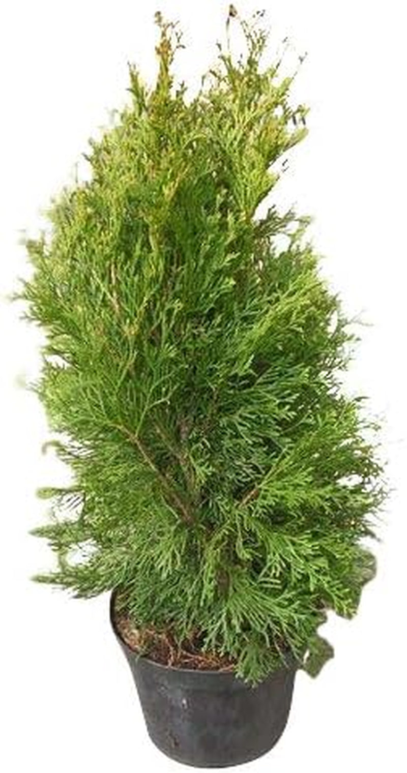 Thuja Occidentalis *Lebensbaum* Samen (Mengen Wählbar 100,250,500 Oder 1000 Samen) (500)