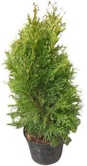 1000+ Samen Thuja -Abendländischer Lebensbaum- Lat : Thuja Occidentalis