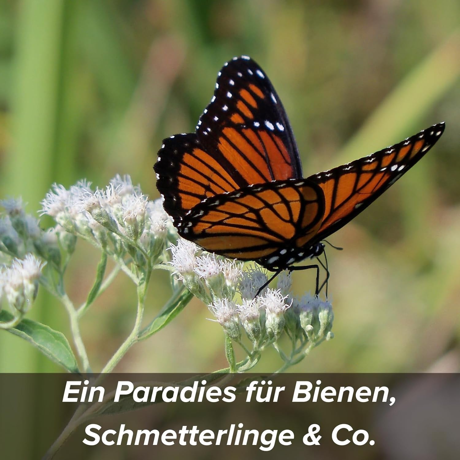 Flower seeds in a protective clay coating for bees and butterflies, 400g. Mixture of perennial and winter-hardy wild flowers for 20 m². Beautiful wildflower seeds for a colorful bee pasture. Gift for children.